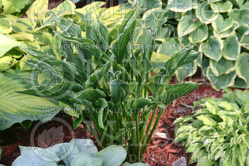 Hosta Praying Hands (Hosta funkia august lily) 3 