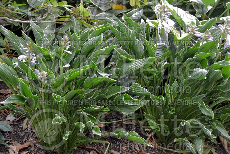 Hosta Praying Hands (Hosta funkia august lily) 6 