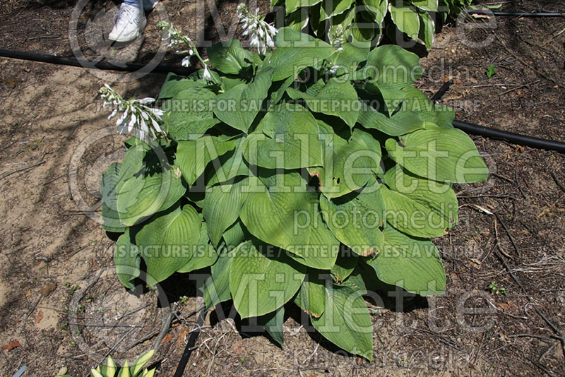 Hosta President's Choice (Hosta funkia august lily) 1 