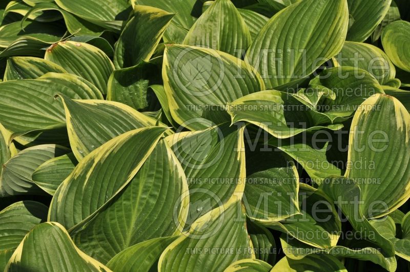 Hosta Prima Donna (Hosta funkia august lily) 2 