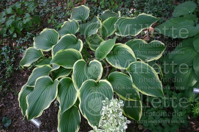 Hosta Prima Donna (Hosta funkia august lily) 4 