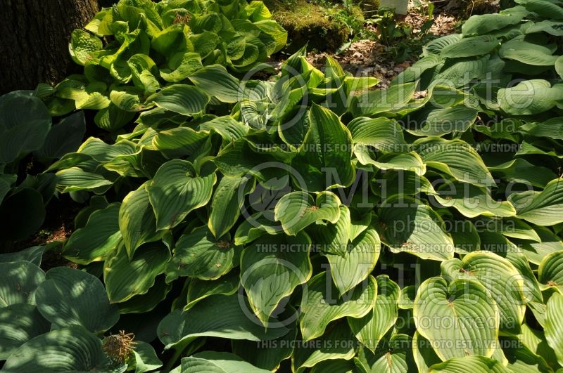 Hosta Prima Donna (Hosta funkia august lily) 1 