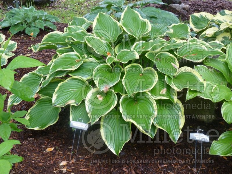 Hosta Prima Donna (Hosta funkia august lily) 5 