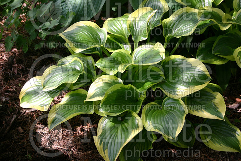 Hosta Queen Josephine (Hosta funkia august lily) 2