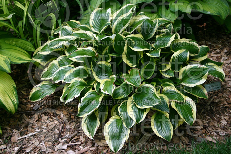 Hosta Queen Josephine (Hosta funkia august lily) 1