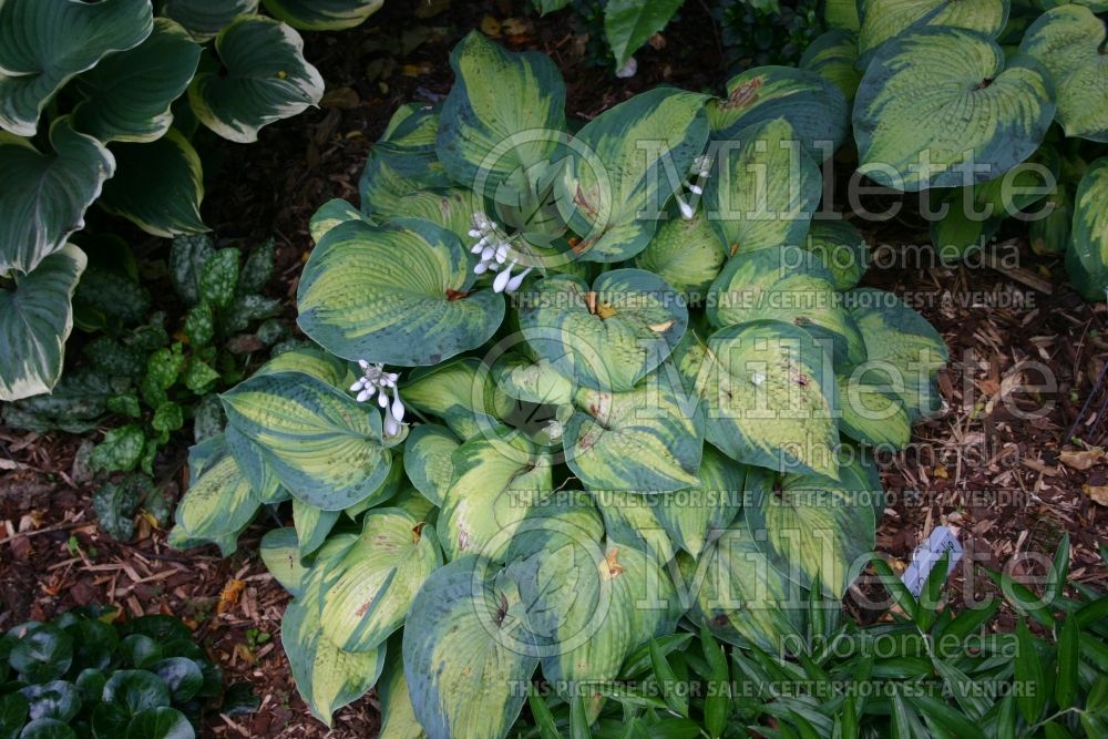 Hosta Queen of Islip (Hosta funkia august lily) 1