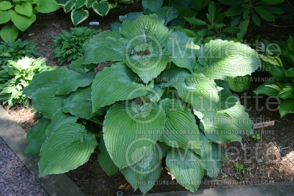 Hosta Queen of the Seas (Hosta funkia august lily) 1 