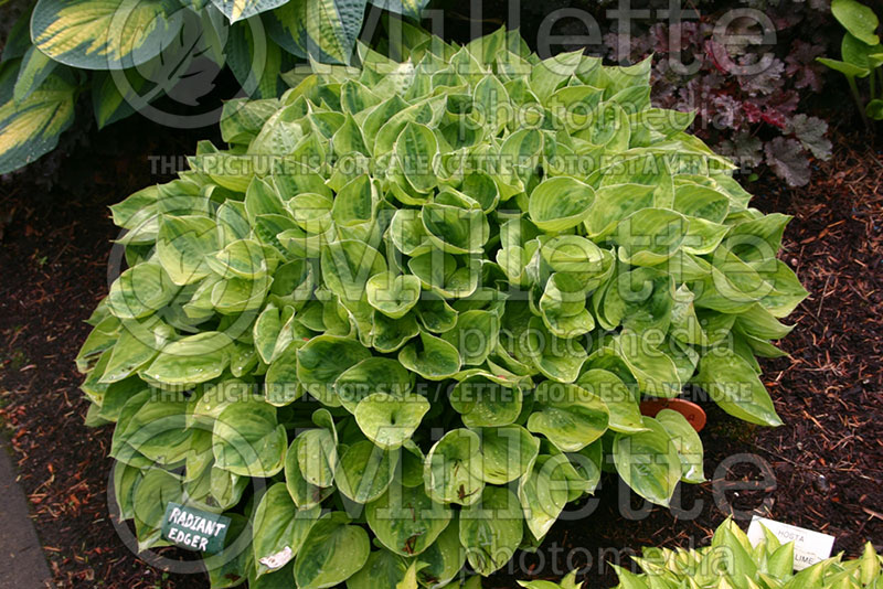 Hosta Radiant Edger (Hosta funkia august lily) 1