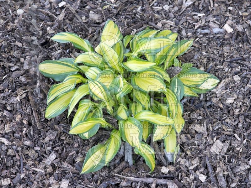 Hosta Rainbow’s End (Hosta funkia august lily) 2 