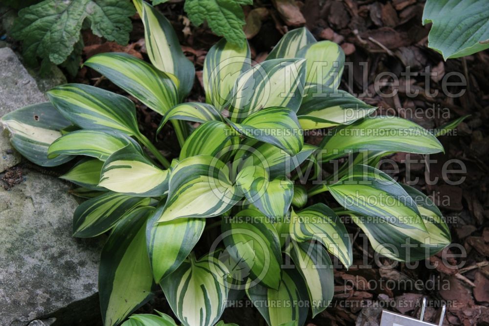 Hosta Rainbow’s End (Hosta funkia august lily) 5 