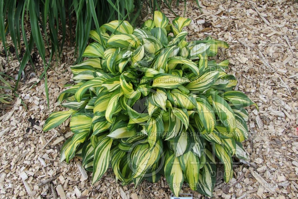 Hosta Rainbow’s End (Hosta funkia august lily) 3 