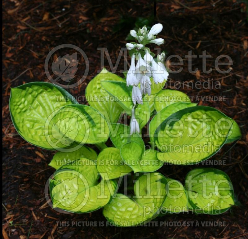 Hosta Rainforest Sunrise (Hosta funkia august lily)  5