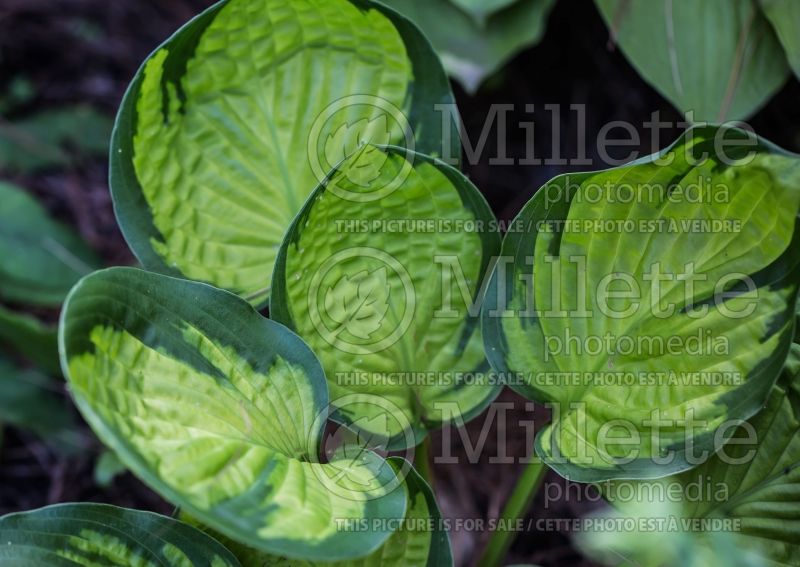 Hosta Rainforest Sunrise (Hosta funkia august lily)  6