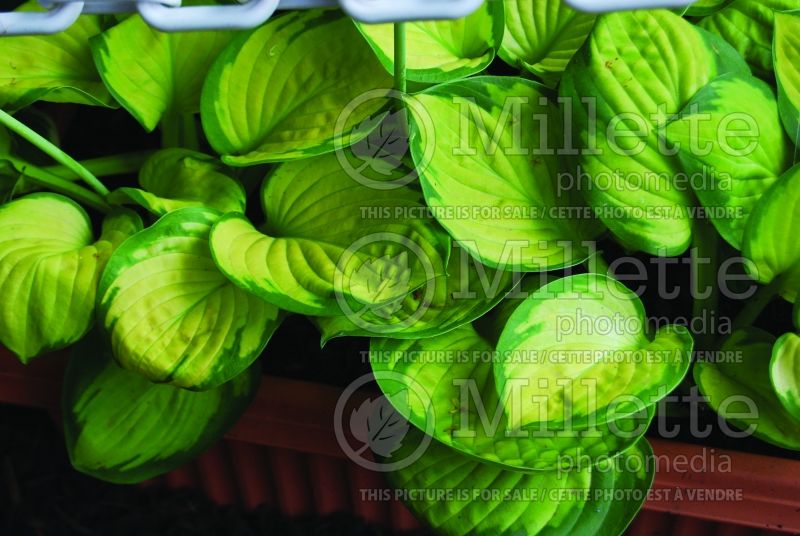 Hosta Rainforest Sunrise (Hosta funkia august lily)  3