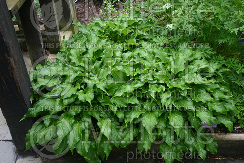 Hosta Raspberry Sorbet (Hosta funkia august lily) 1 