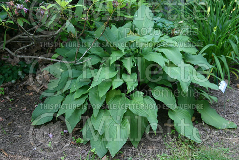 Hosta Red October (Hosta funkia august lily) 1