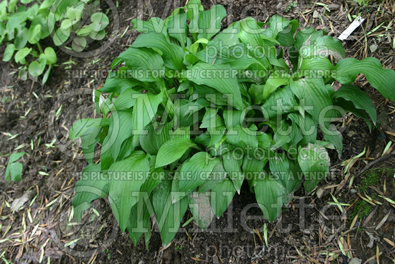 Hosta Red Wing (Hosta funkia august lily) 1