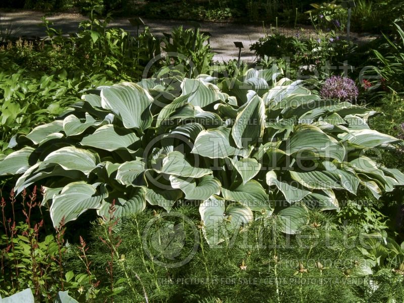 Hosta Regal Splendor (Hosta funkia august lily) 2 