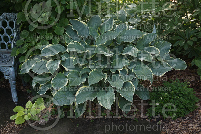 Hosta Regal Splendor (Hosta funkia august lily) 1 