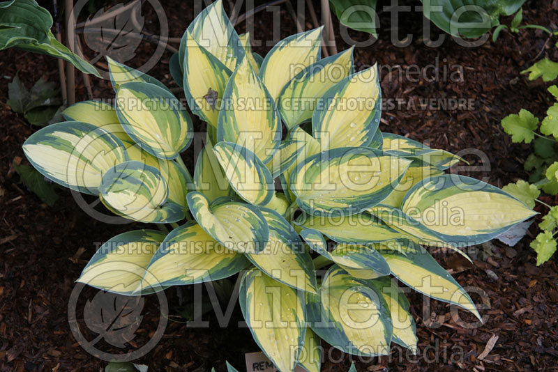 Hosta Remember Me (Hosta funkia august lily) 2 