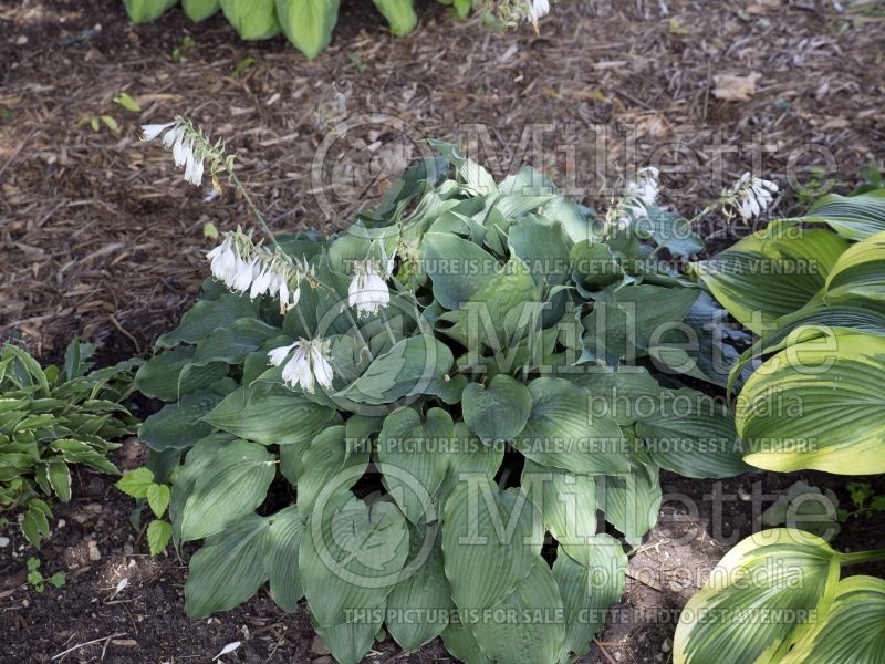 Hosta Reptilian (Hosta funkia august lily) 2 