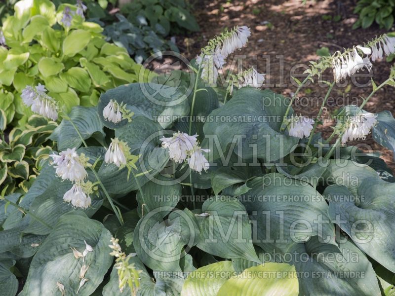 Hosta Reptilian (Hosta funkia august lily) 3 