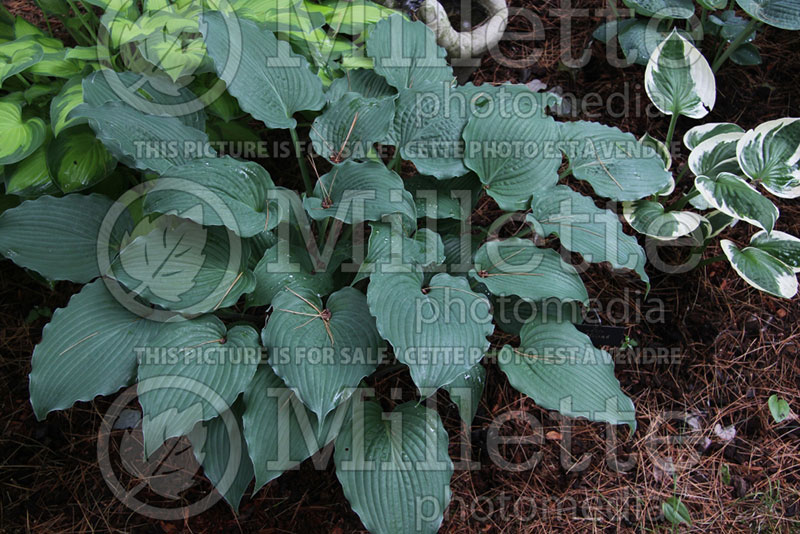 Hosta Reptilian (Hosta funkia august lily) 1 