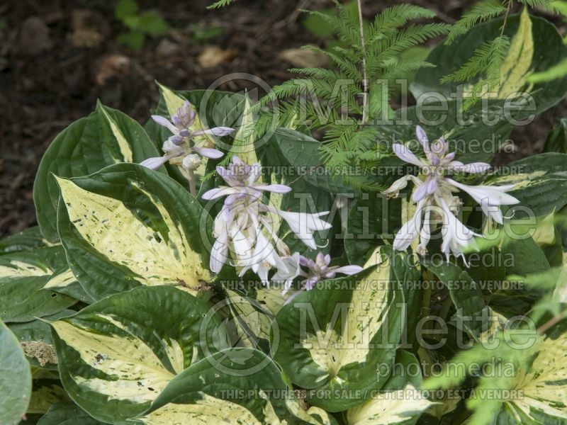 Hosta Revolution (Hosta funkia august lily) 3 