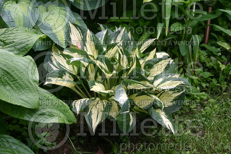 Hosta Revolution (Hosta funkia august lily) 1 