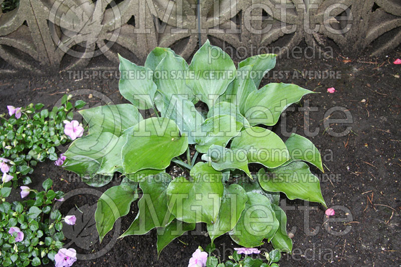 Hosta Rhapsody in Blue (Hosta funkia august lily) 1