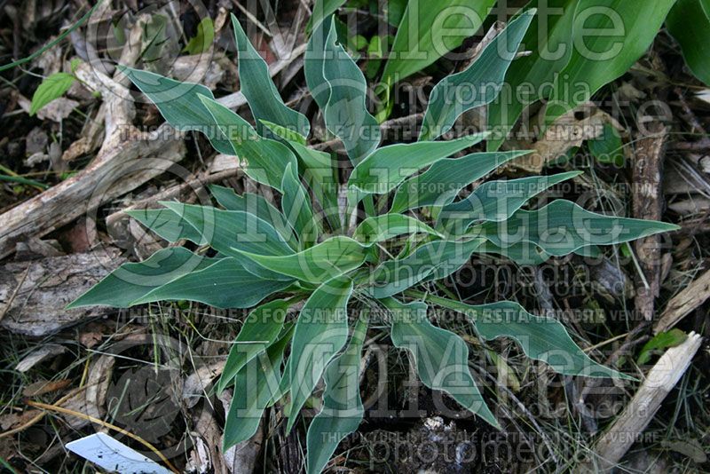 Hosta Rhythm and Blues (Hosta funkia august lily)  1