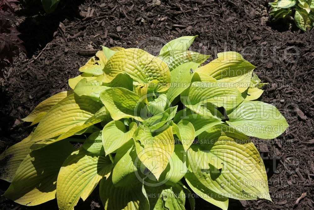 Hosta Rich Uncle (Hosta funkia august lily) 1 