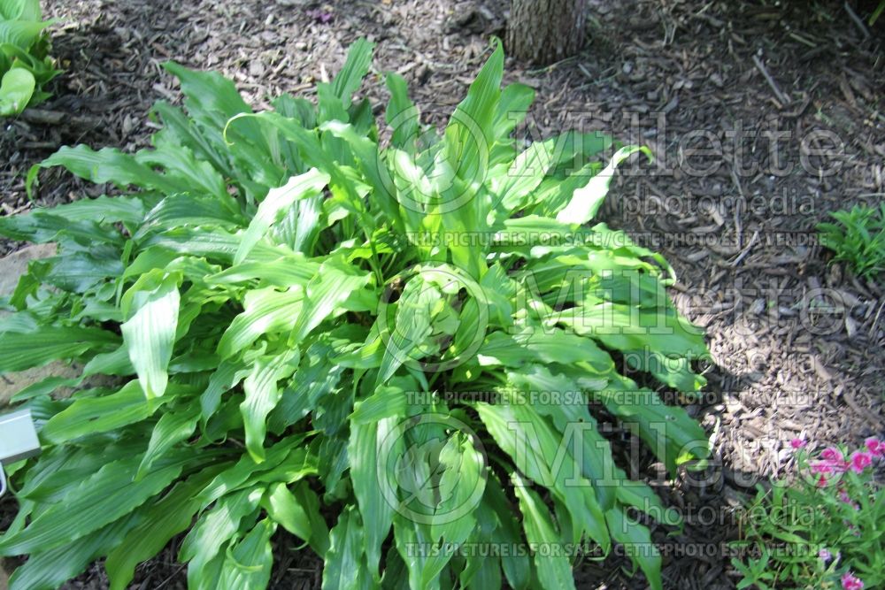 Hosta Ringtail (Hosta funkia august lily) 1 