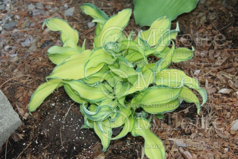 Hosta Ripple Effect (Hosta funkia august lily) 2 