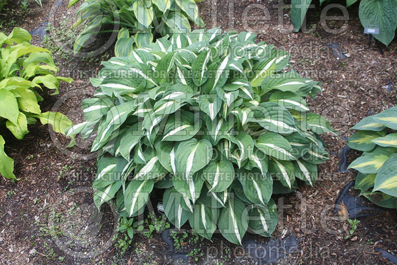 Hosta Risky Business (Hosta funkia august lily) 1 