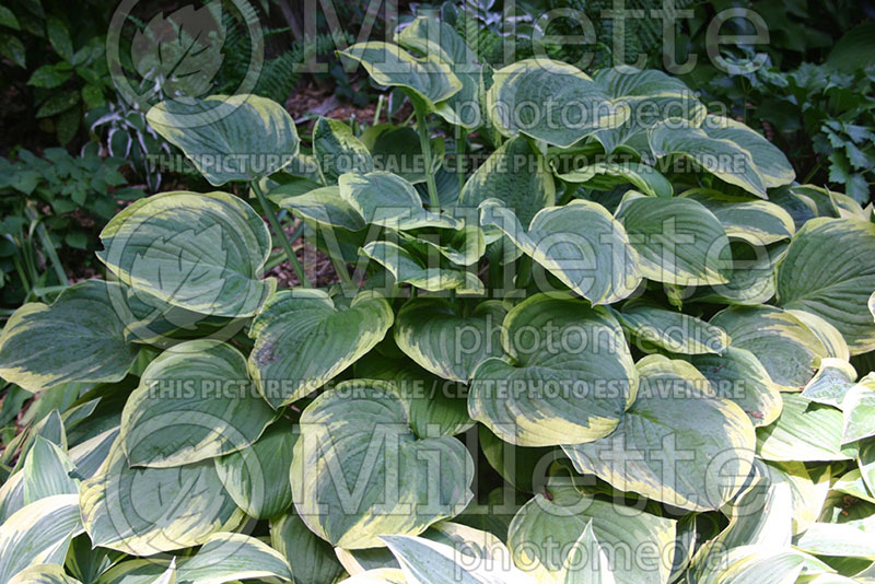 Hosta Robert Frost (Hosta funkia august lily) 1 