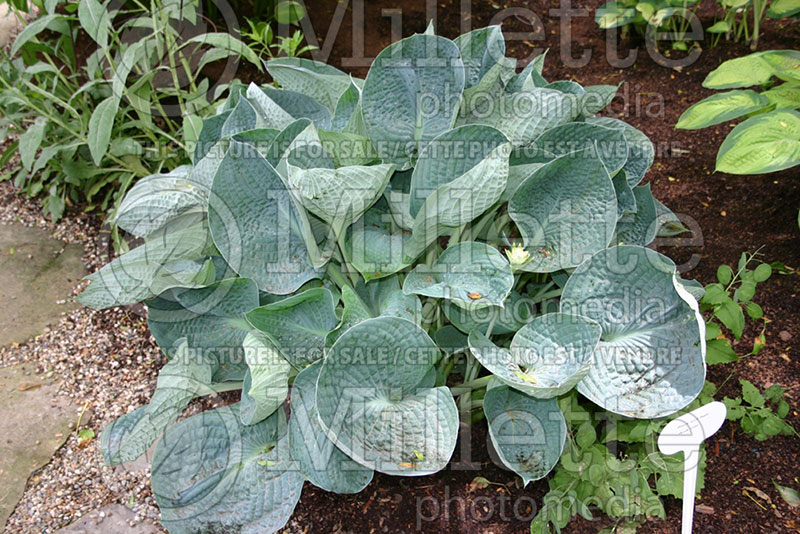 Hosta Rock and Roll (Hosta funkia august lily) 1