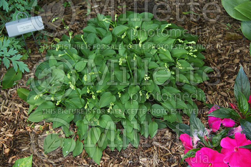 Hosta Rock Princess (Hosta funkia august lily) 1