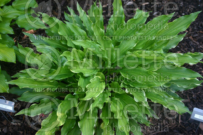 Hosta Roller Coaster Ride (Hosta funkia august lily) 1 