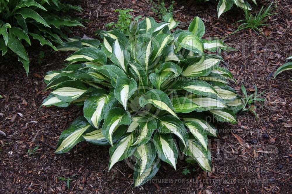 Hosta Rootin' Tootin (Hosta funkia august lily) 1 