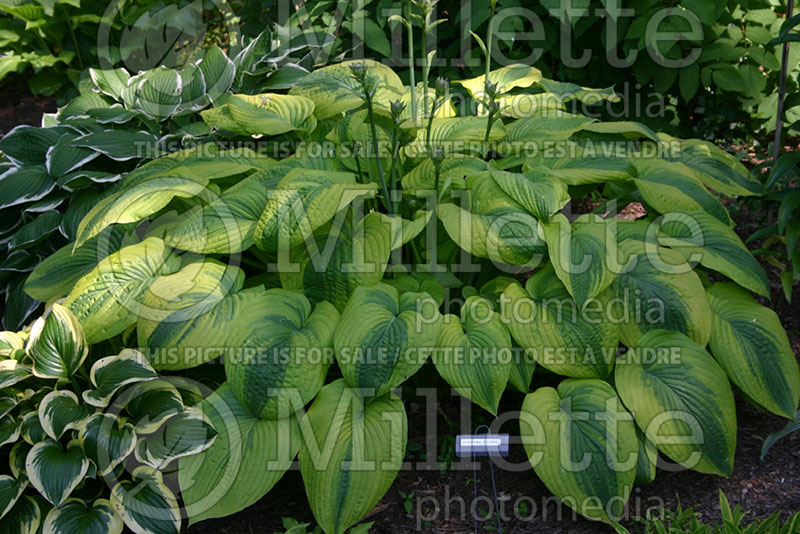 Hosta Royal Flush (Hosta funkia august lily) 1