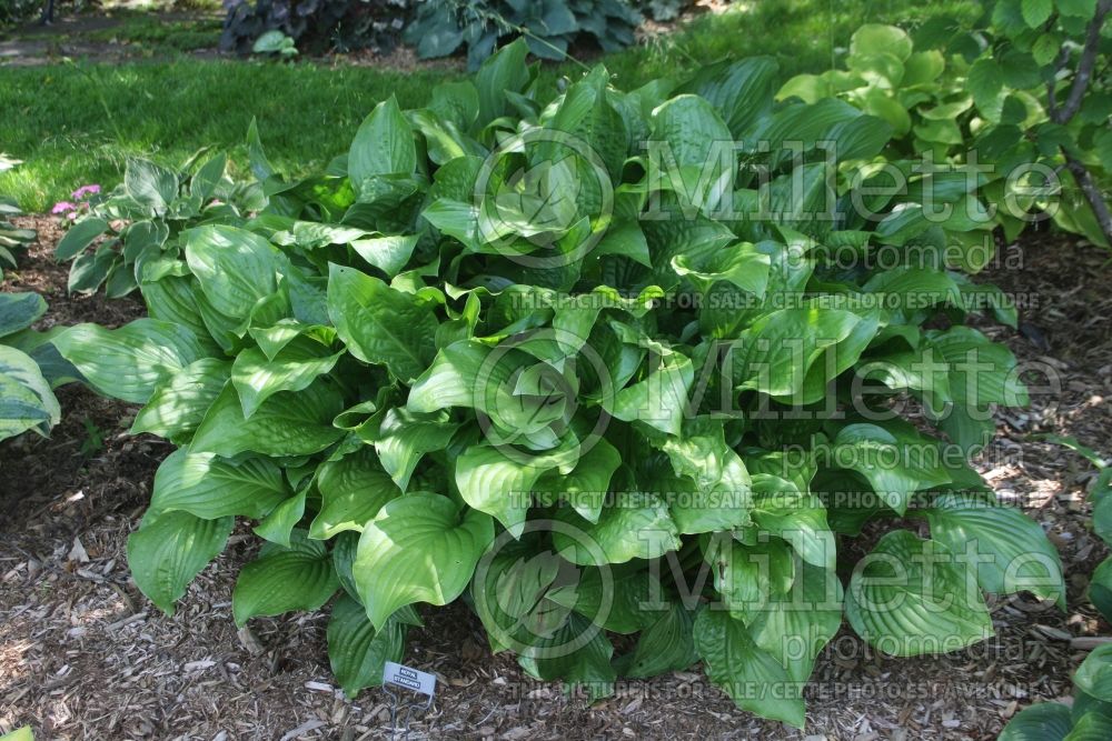 Hosta Royal Standard (Hosta funkia august lily) 2