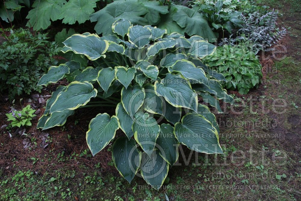 Hosta Royal Tapestry (Hosta funkia august lily) 1