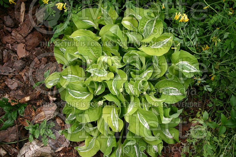 Hosta Royal Tiara (Hosta funkia august lily) 1 