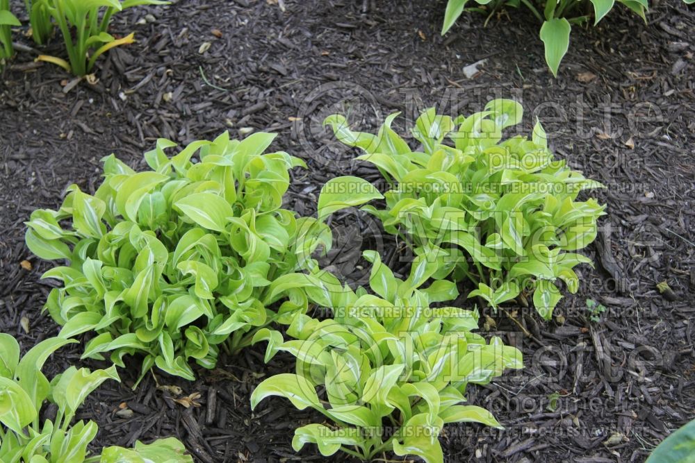 Hosta Royal Tiara (Hosta funkia august lily) 2 