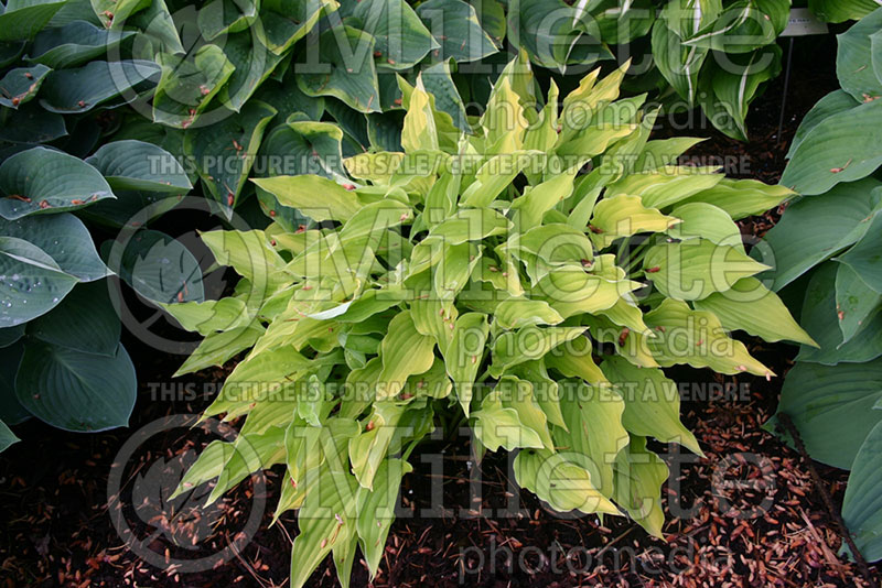 Hosta Royalty (Hosta funkia august lily) 1