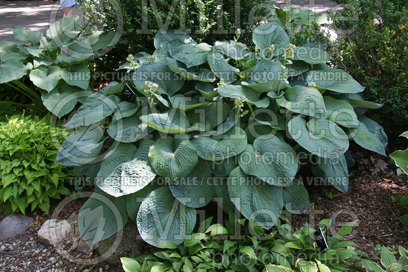 Hosta Ryan's Big One (Hosta funkia august lily) 1