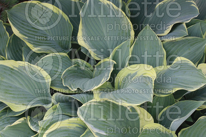 Hosta Sagae (Hosta funkia august lily) 3