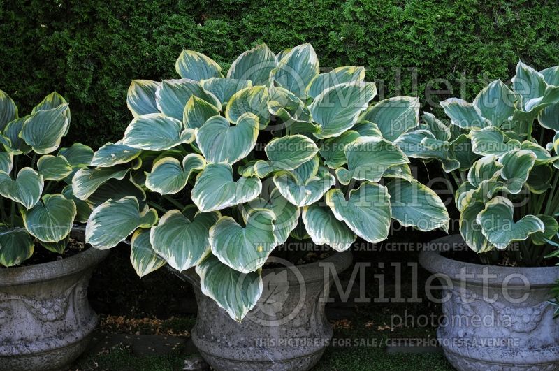 Hosta Sagae (Hosta funkia august lily) 6