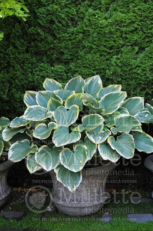 Hosta Sagae (Hosta funkia august lily) 7